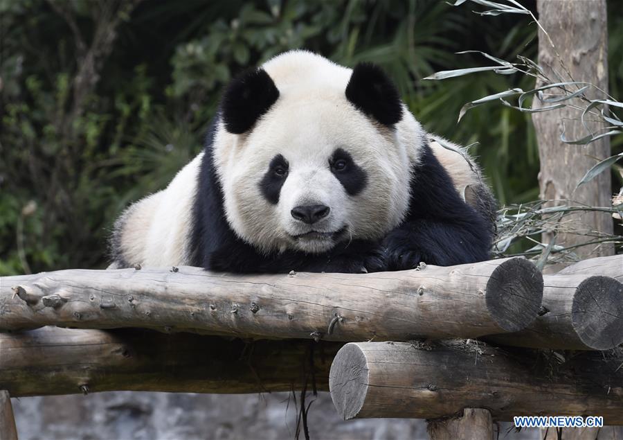 CHINA-SICHUAN-PANDAS-ROK-DEPARTURE (CN)