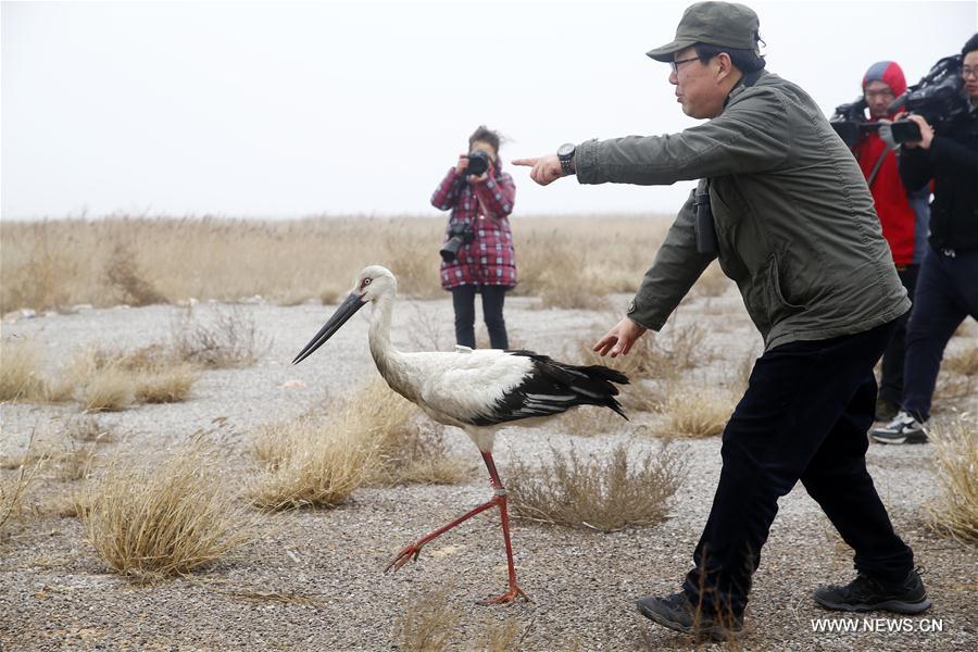 #CHINA-TIANJIN-ORIENTAL WHITE STORKS-RELEASED (CN) 