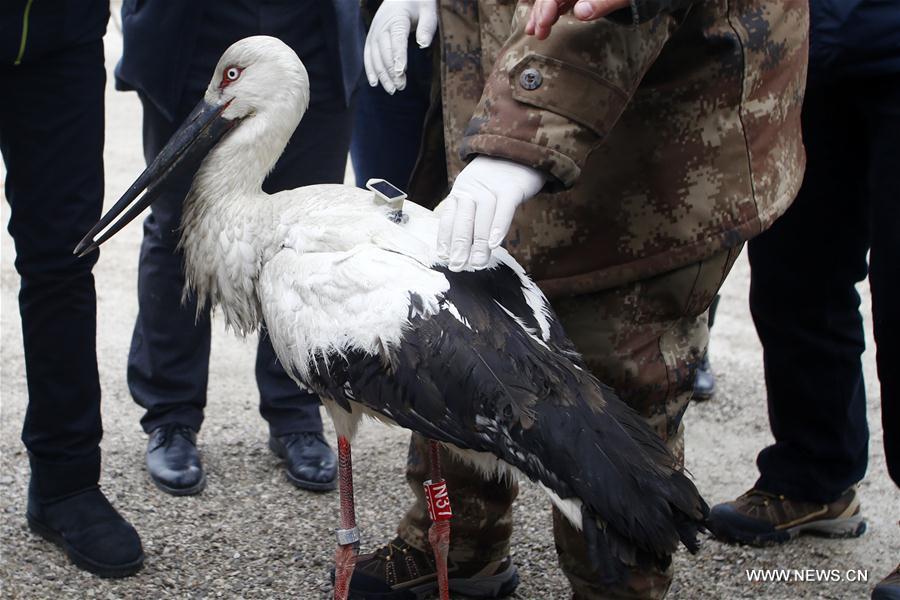 #CHINA-TIANJIN-ORIENTAL WHITE STORKS-RELEASED (CN) 