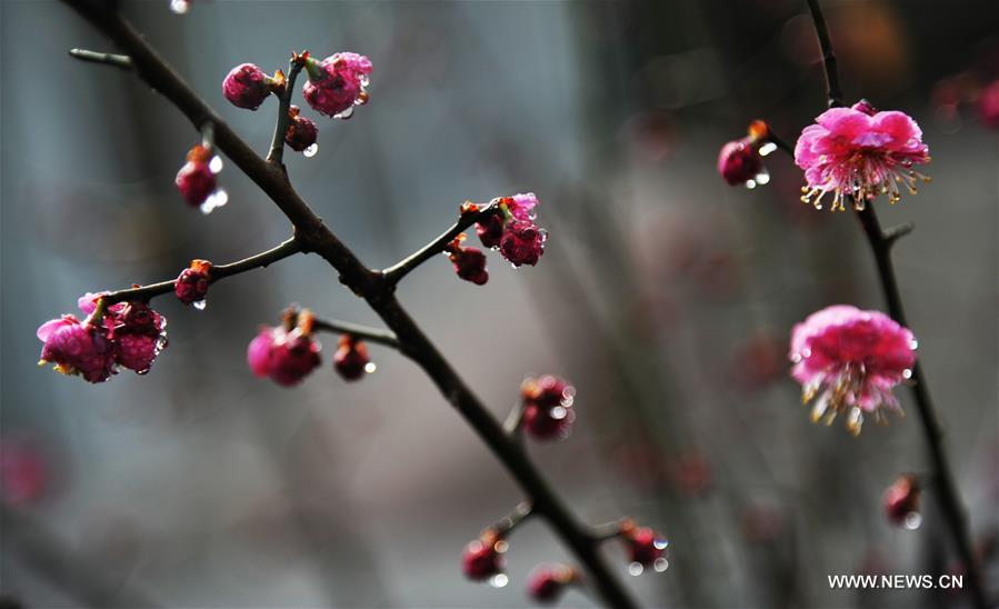 #CHINA-SPRING SCENERY (CN)