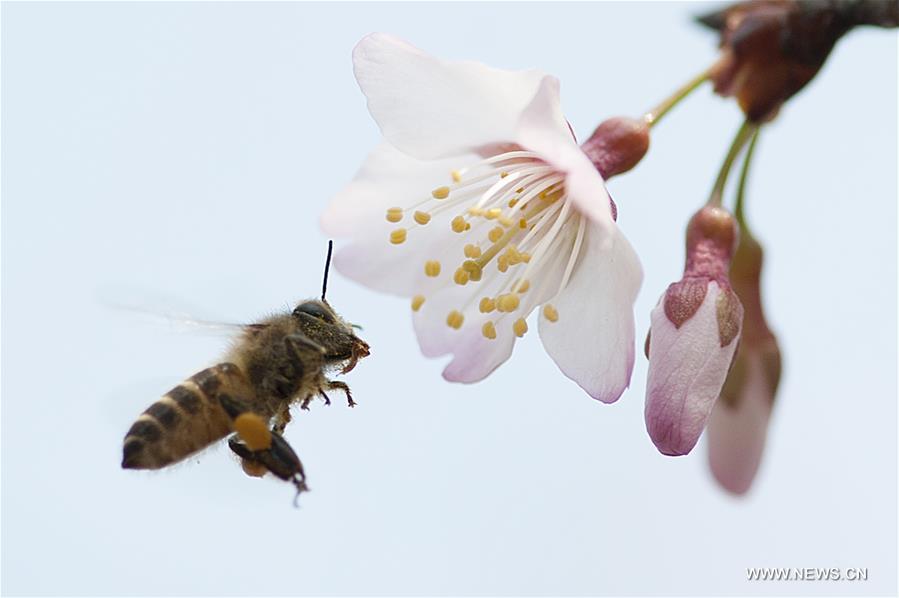 #CHINA-SPRING SCENERY (CN)