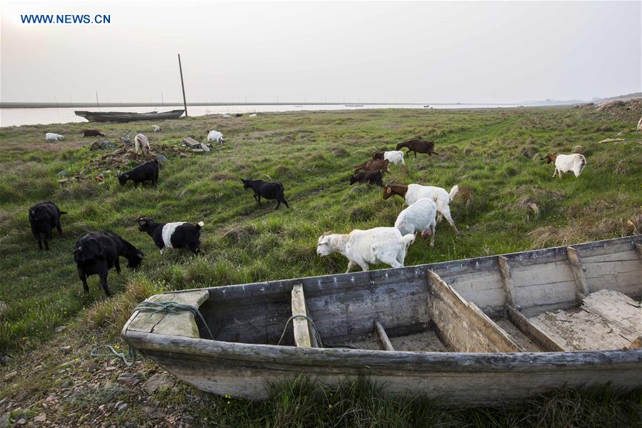 #CHINA-JIANGXI-POYANG LAKE-DRY SEASON (CN)