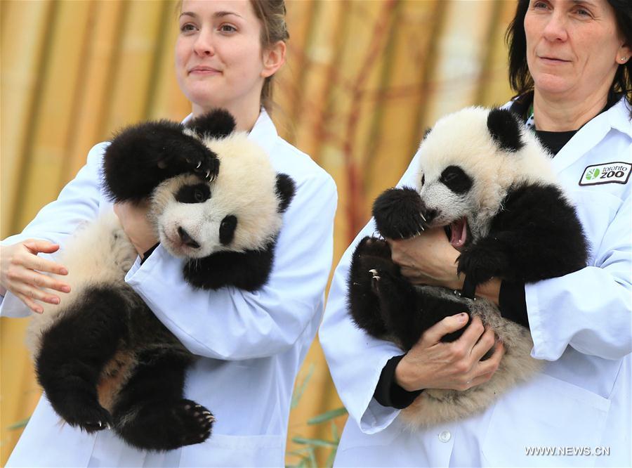 CANADA-TORONTO-TWIN PANDA CUBS-CHRISTENING