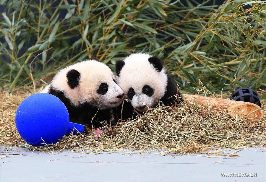 CANADA-TORONTO-TWIN PANDA CUBS-CHRISTENING