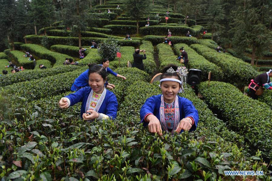 Women of Dong ethnic group take part in a tea leaves picking contest in Zaigaolu Village of Yangxi Township in Sanjiang Dong Autonomous County, south China's Guangxi Zhuang Autonomous Region, March 9, 2016.