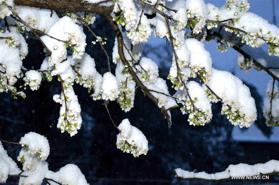  A strong cold wave hit southwest Guizhou, bringing heavy snowfall and temperature drops on Thursday