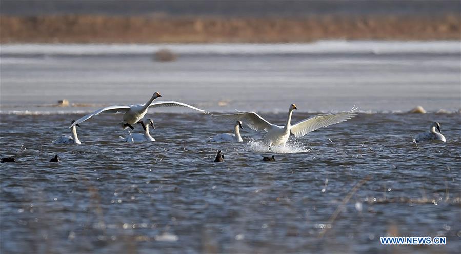 CHINA-HOHHOT-YELLOW RIVER-SWAN (CN)