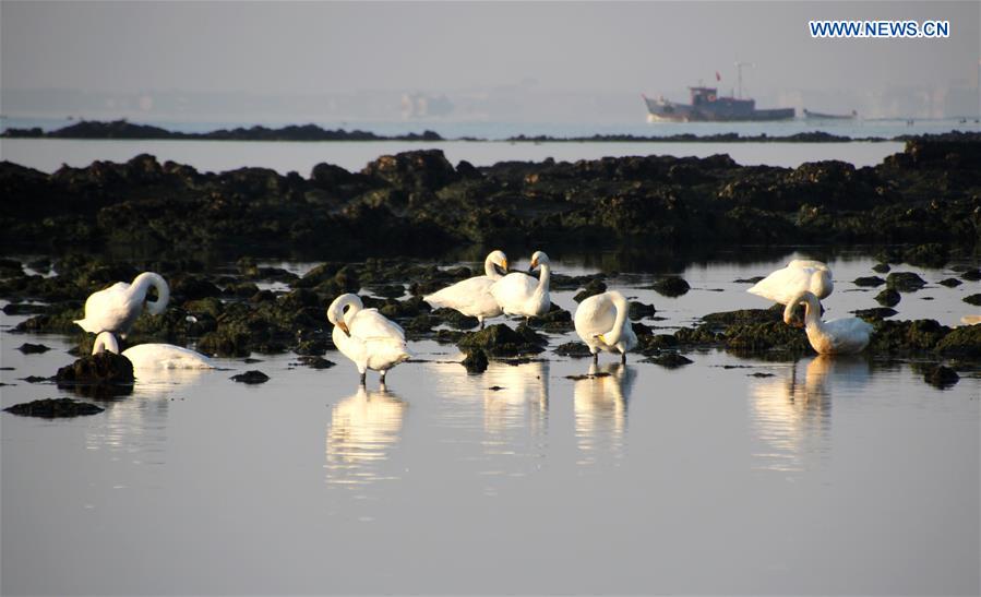 #CHINA-SHANDONG-RONGCHENG-SWANS (CN)