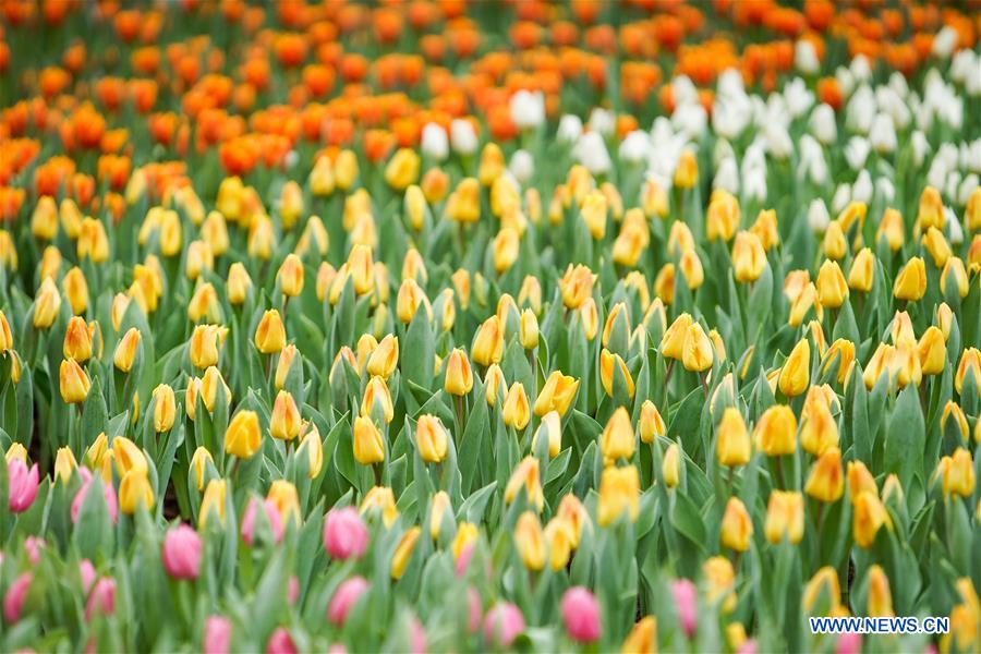 CHINA-HONG KONG-FLOWER EXHIBITION(CN)