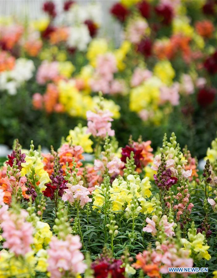 CHINA-HONG KONG-FLOWER EXHIBITION(CN)