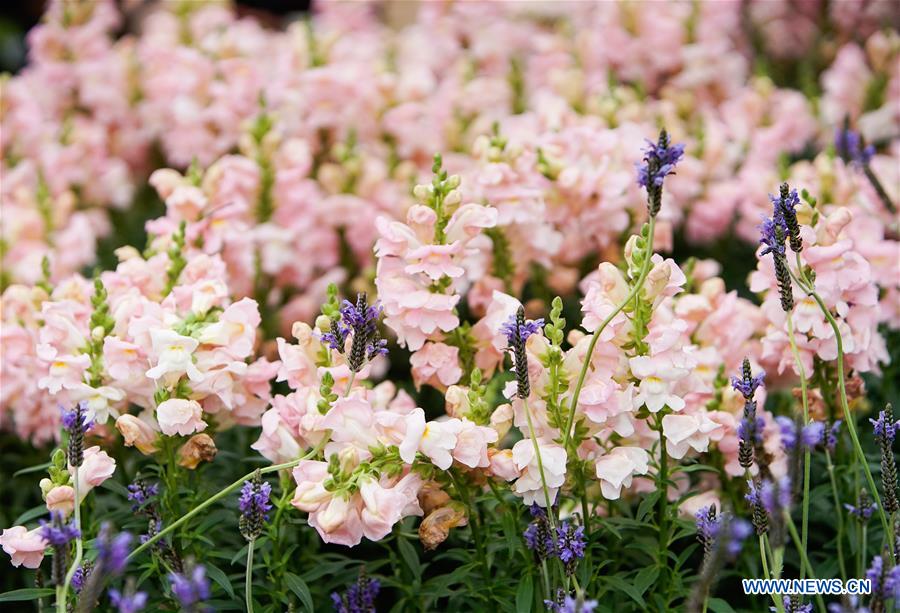 CHINA-HONG KONG-FLOWER EXHIBITION(CN)