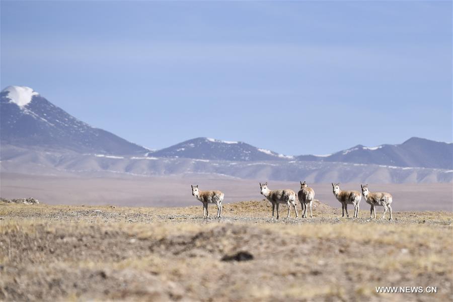 Biodiversity has been greatly improved in the Hol Xil region thanks to the project for protection of the Source of the Three Rivers. 