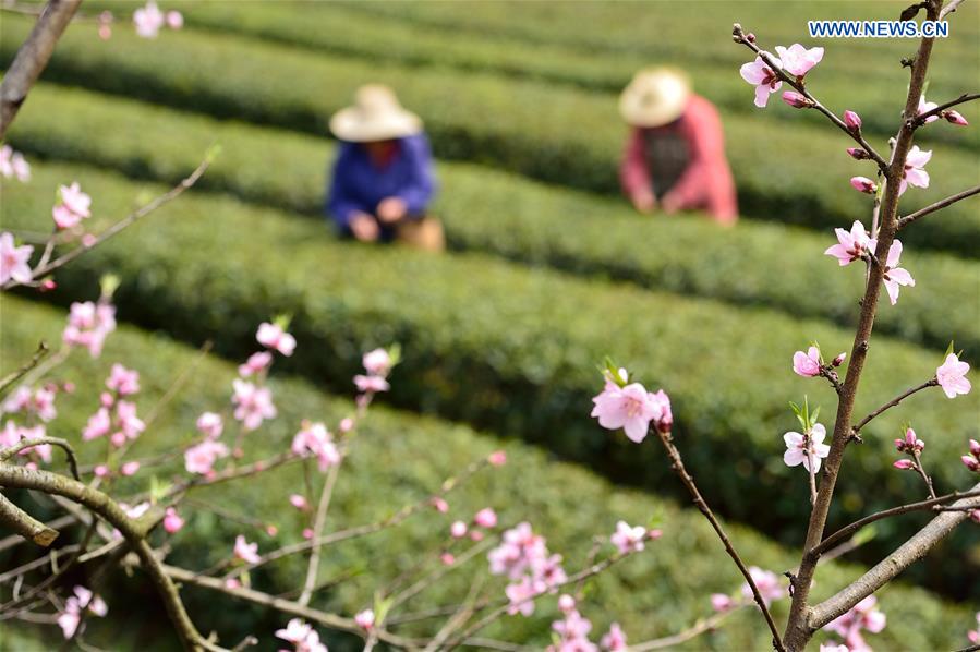 #CHINA-HUBEI-TEA LEAVES PICKING (CN)