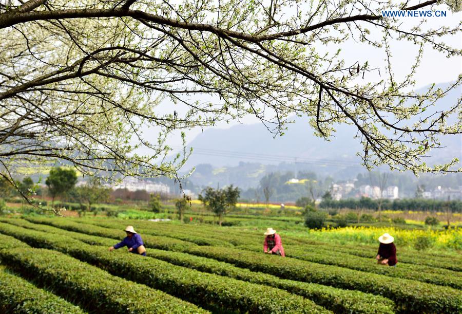 #CHINA-HUBEI-TEA LEAVES PICKING (CN)