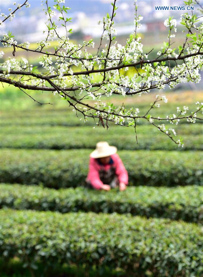 #CHINA-HUBEI-TEA LEAVES PICKING (CN)