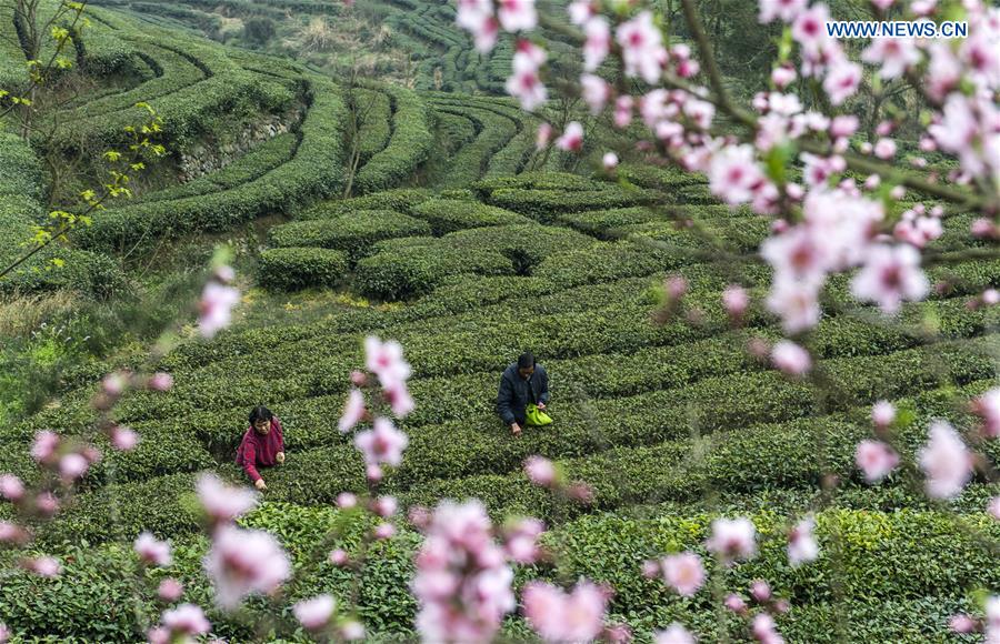 #CHINA-HUBEI-SPRING TEA (CN)