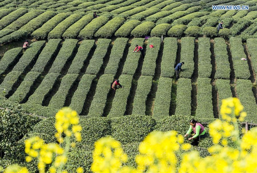 #CHINA-HUBEI-SPRING TEA (CN)