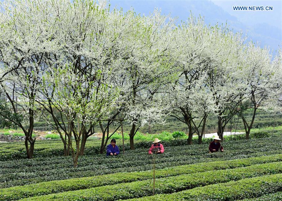 #CHINA-HUBEI-TEA LEAVES PICKING (CN)