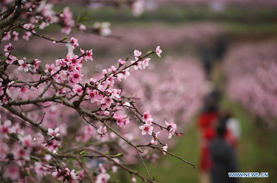 #CHINA-SPRING-SCENERY(CN)