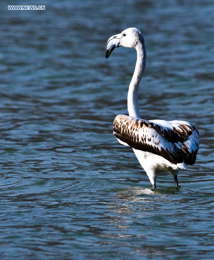 #CHINA-QINGHAI-YELLOW RIVER-FLAMINGOS (CN)