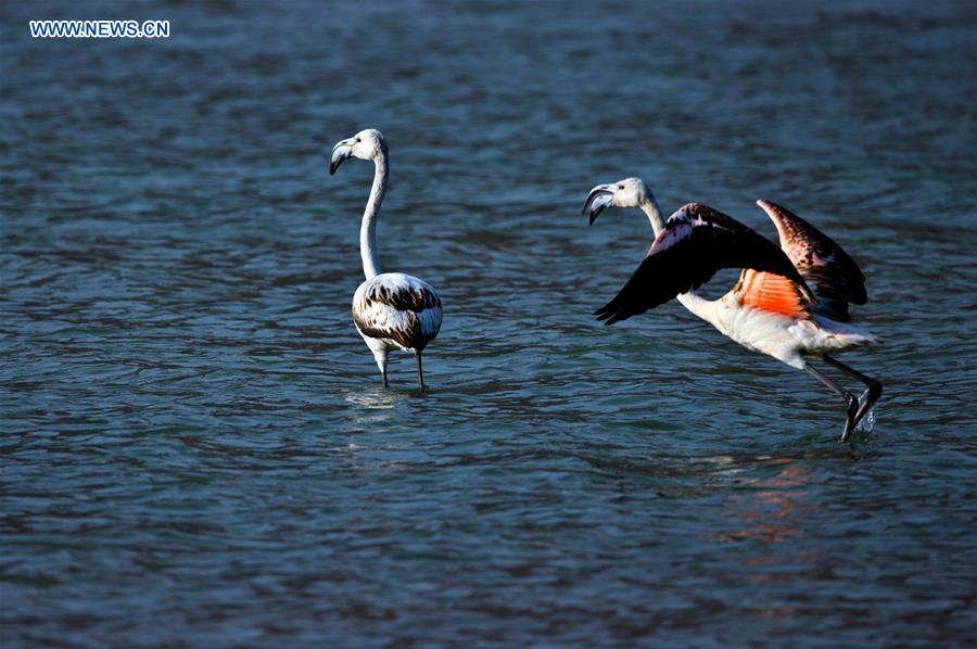 #CHINA-QINGHAI-YELLOW RIVER-FLAMINGOS (CN)