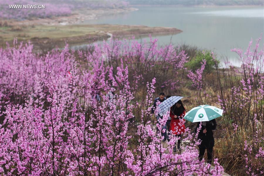 #CHINA-SPRING-SCENERY(CN)