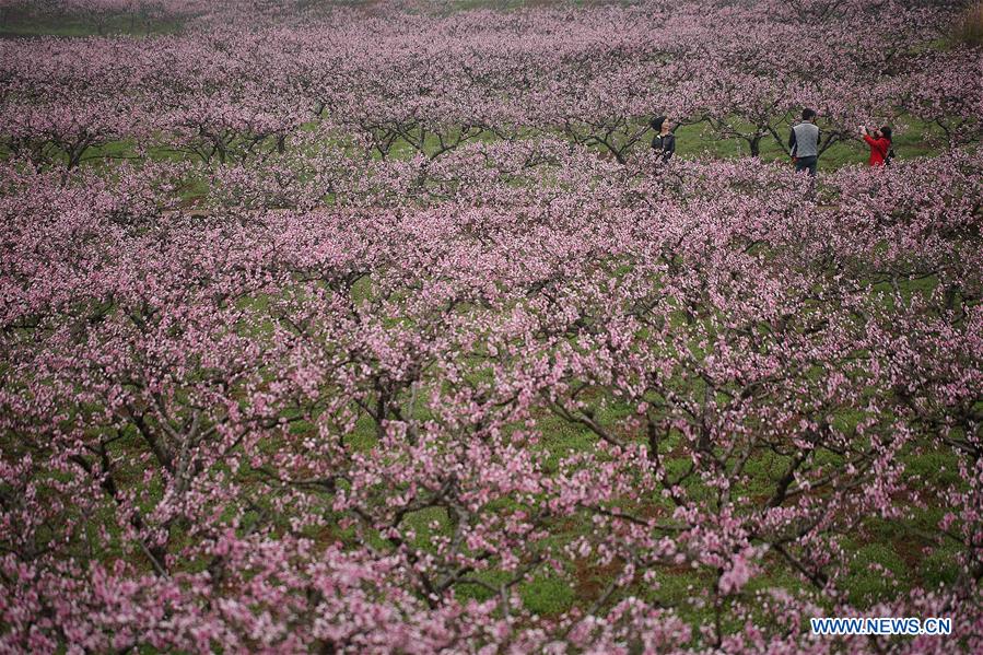 #CHINA-SPRING-SCENERY(CN)