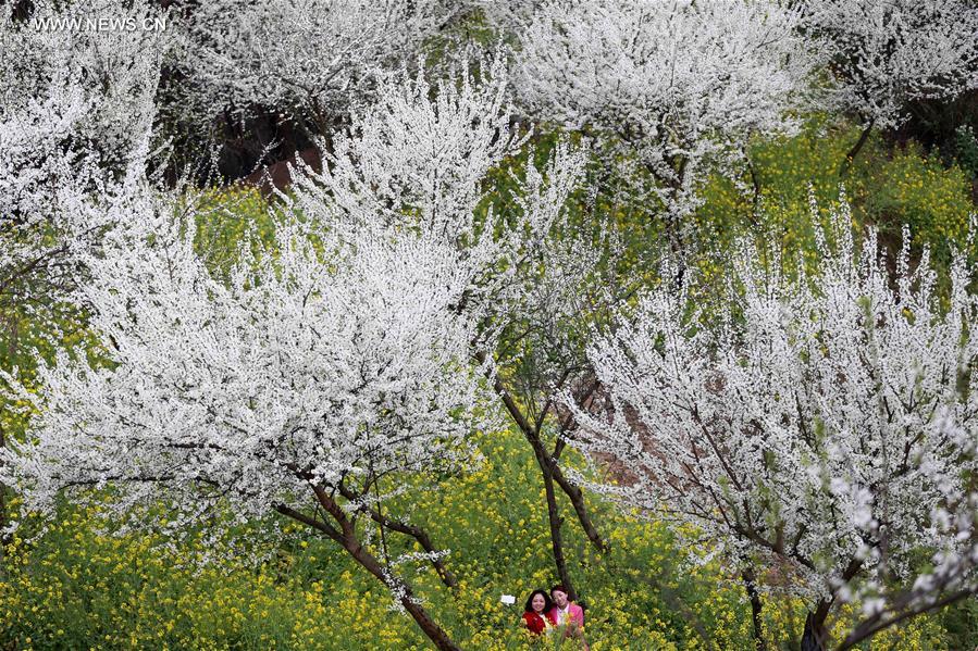 #CHINA-SPRING-SCENERY(CN)