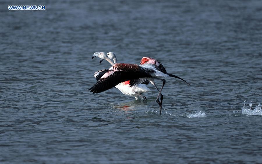 #CHINA-QINGHAI-YELLOW RIVER-FLAMINGOS (CN)