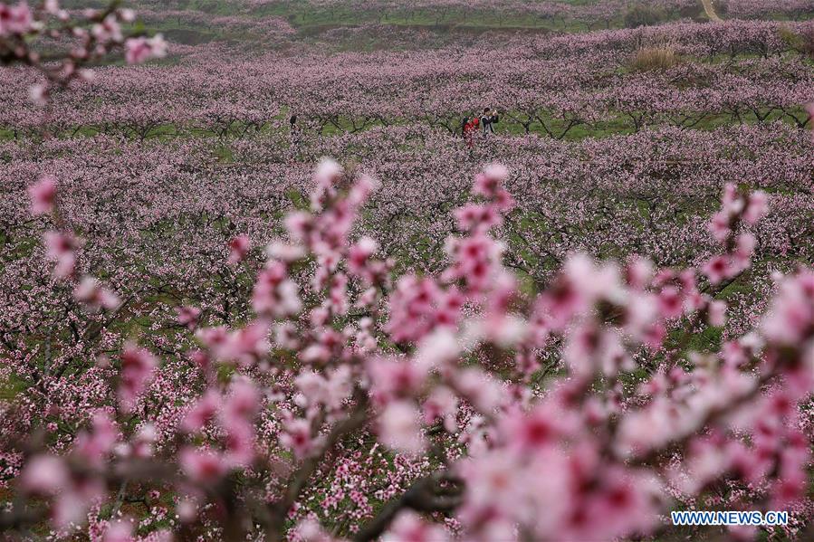 #CHINA-SPRING-SCENERY(CN)