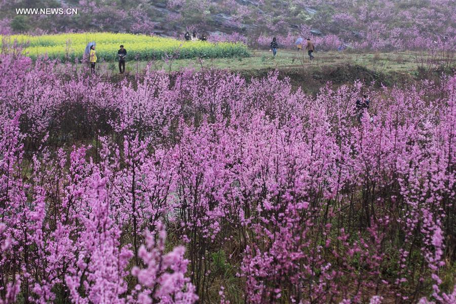 #CHINA-SPRING-SCENERY(CN)