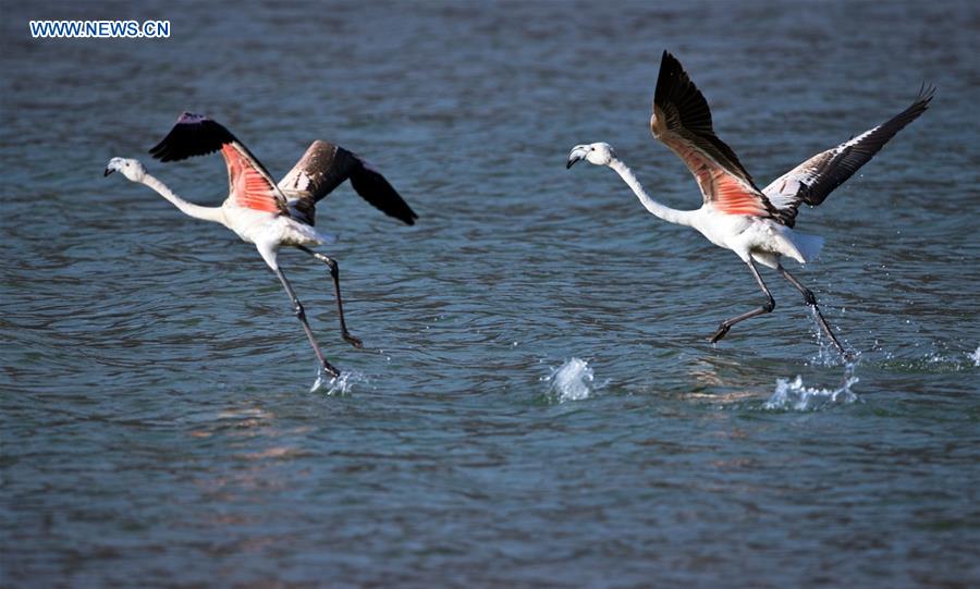 #CHINA-QINGHAI-YELLOW RIVER-FLAMINGOS (CN)