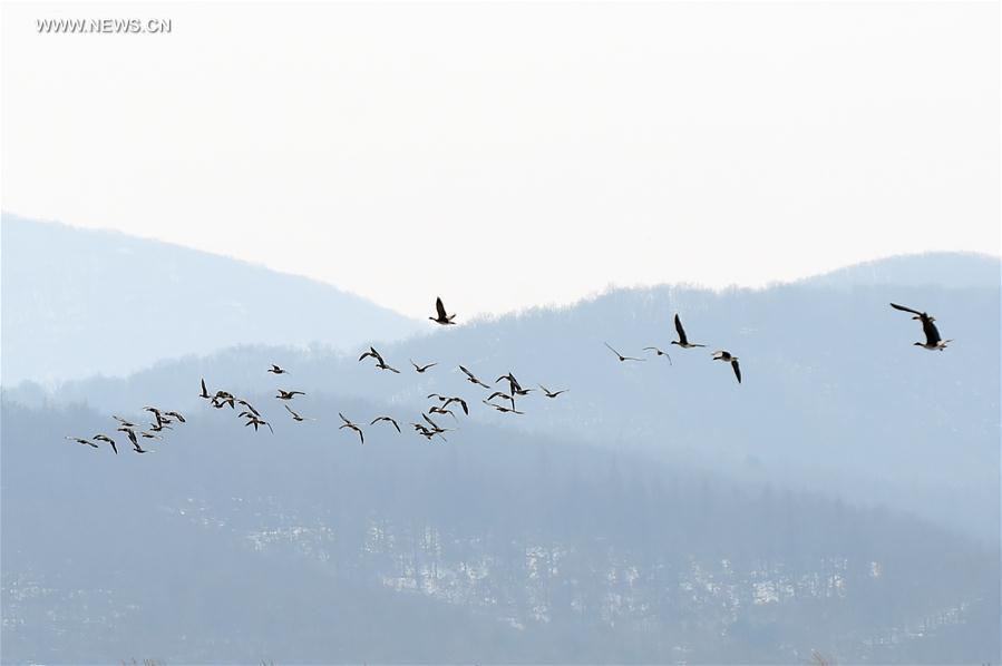 CHINA-JILIN-MIGRANT BIRDS-GEESE(CN)