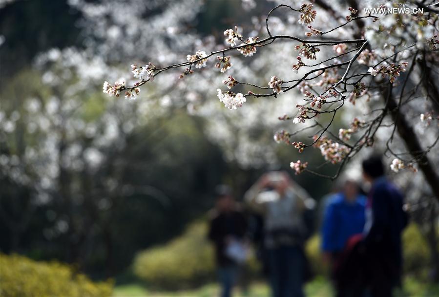 CHINA-NANJING-CHERRY BLOSSOM (CN)