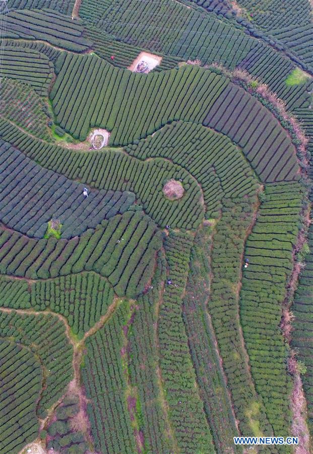 Photo taken on March 16, 2016 shows peach blossoms in the fields at Chahe Village of Luzhou City, southwest China's Sichuan Province. 