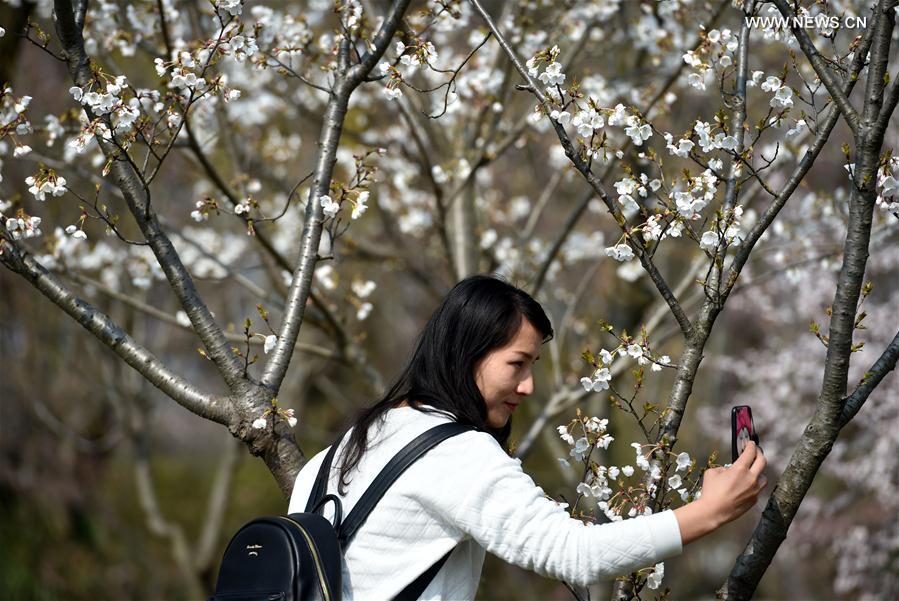 CHINA-NANJING-CHERRY BLOSSOM (CN)