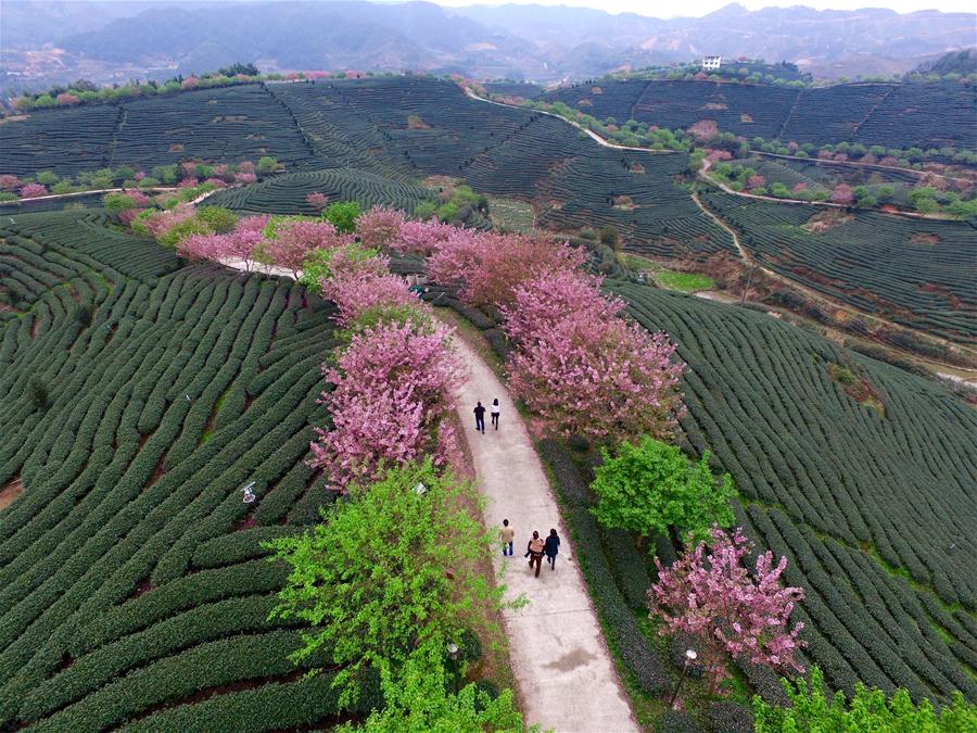 CHINA-FUJIAN-ZHANGPING-TEA GARDEN-CHERRY BLOSSOM (CN)