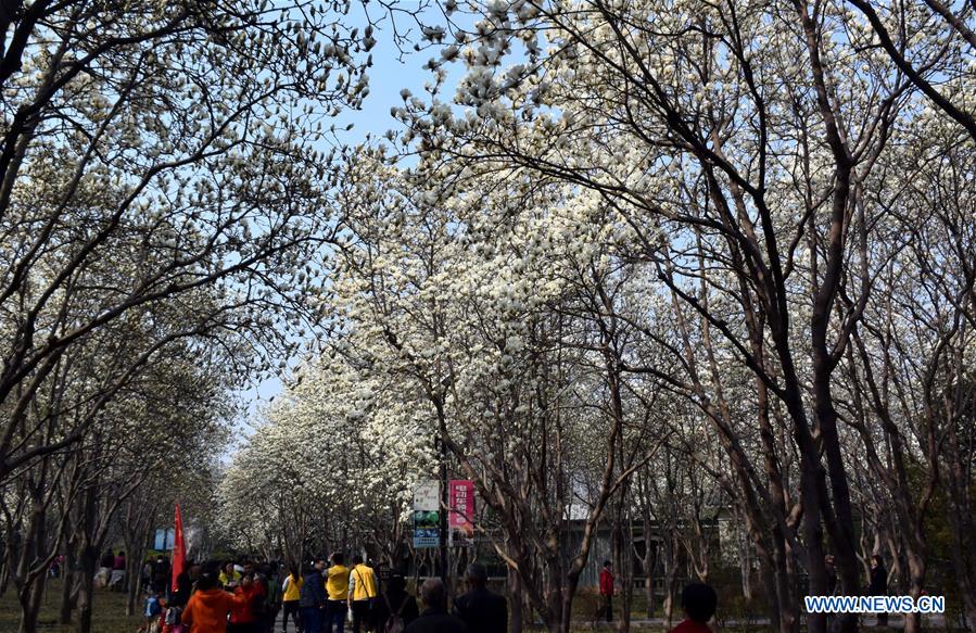 The Yulan magnolia flowers are seen in full blossom in Baihua Park in Jinan, capital of east China's Shandong Province, March 17, 2016. 