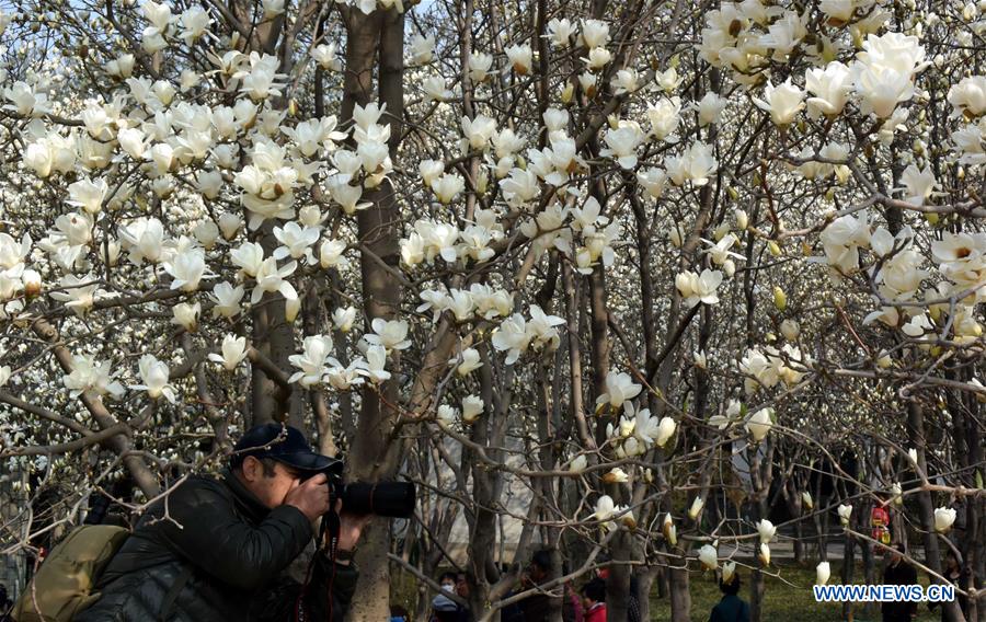 The Yulan magnolia flowers are seen in full blossom in Baihua Park in Jinan, capital of east China's Shandong Province, March 17, 2016. 