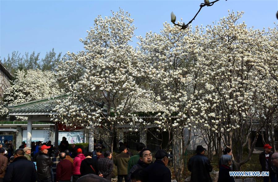 The Yulan magnolia flowers are seen in full blossom in Baihua Park in Jinan, capital of east China's Shandong Province, March 17, 2016. 