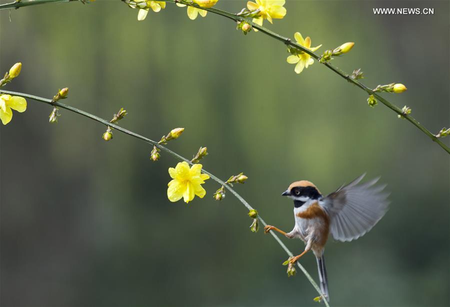 #CHINA-JIANGSU-WUXI-BIRD-SPRING (CN)