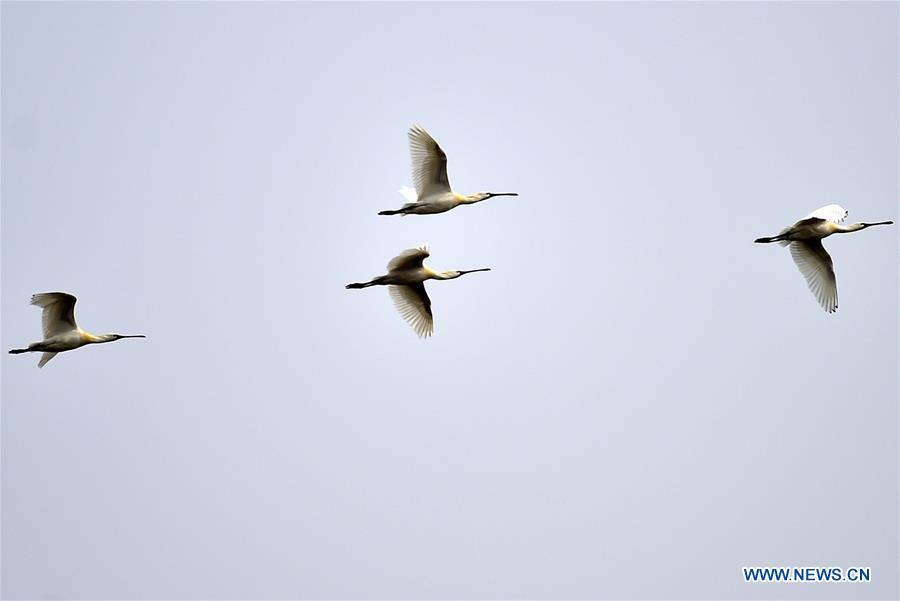 Swans are seen at Beidagang Wetland in Binhai District of Tianjin, north China, March 17. 2016. 