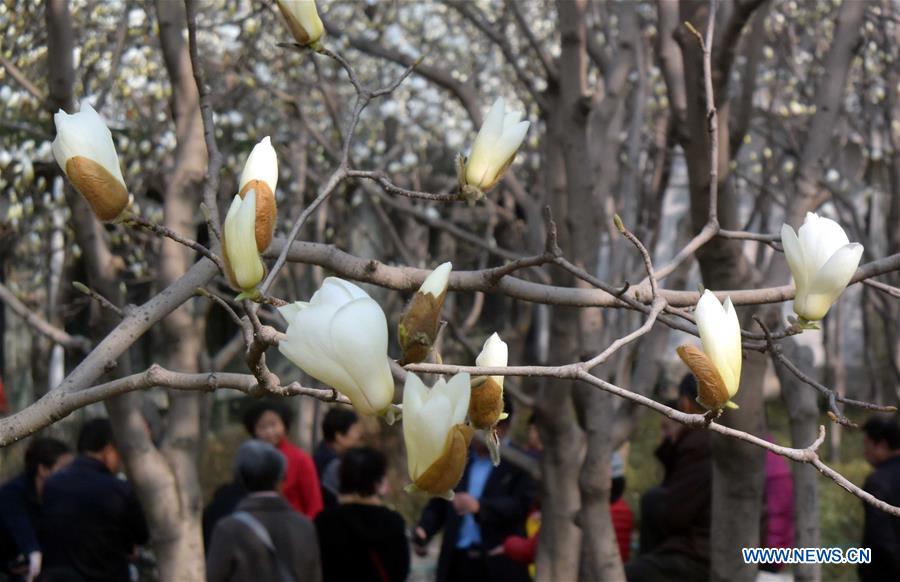 The Yulan magnolia flowers are seen in full blossom in Baihua Park in Jinan, capital of east China's Shandong Province, March 17, 2016. 