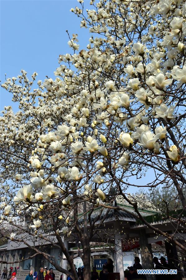 The Yulan magnolia flowers are seen in full blossom in Baihua Park in Jinan, capital of east China's Shandong Province, March 17, 2016. 