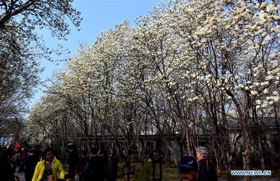 The Yulan magnolia flowers are seen in full blossom in Baihua Park in Jinan, capital of east China's Shandong Province, March 17, 2016. 