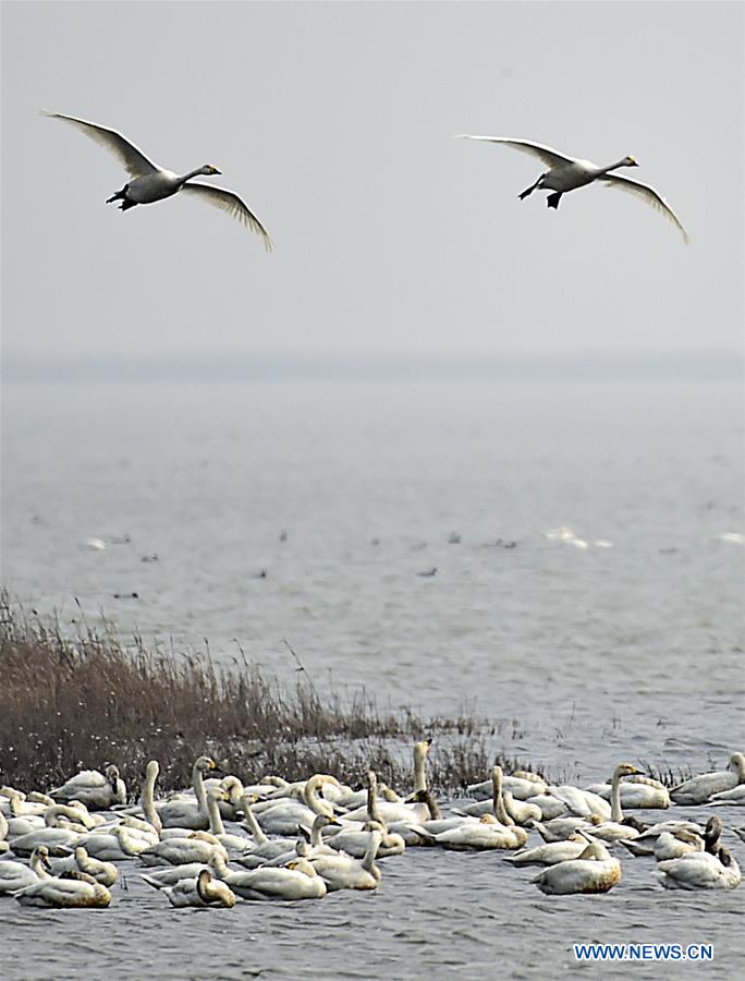 Swans are seen at Beidagang Wetland in Binhai District of Tianjin, north China, March 17. 2016. 