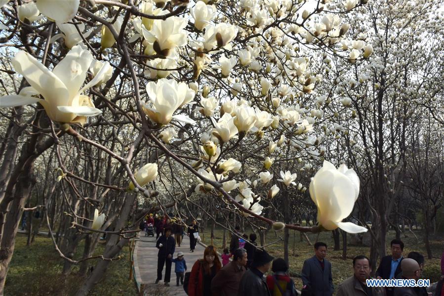 The Yulan magnolia flowers are seen in full blossom in Baihua Park in Jinan, capital of east China's Shandong Province, March 17, 2016. 