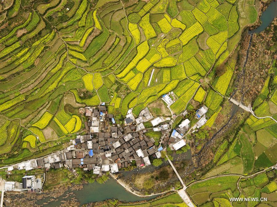 Aerial photo taken on March 17, 2016 shows rape blossoms in the fields in Wuyuan County, east China's Jiangxi Province