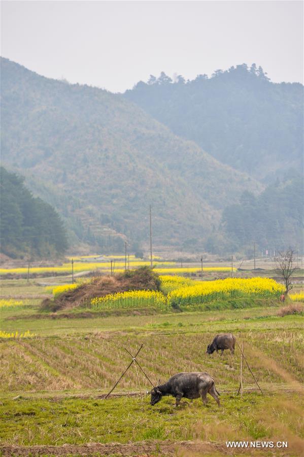 Cattles graze in the fields in Ruoshui Township of Huitong County, central China's Hunan Province, March 17, 2016