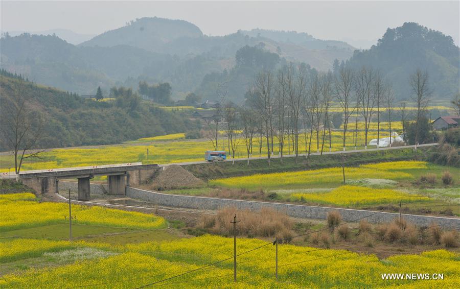 Cattles graze in the fields in Ruoshui Township of Huitong County, central China's Hunan Province, March 17, 2016